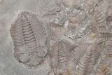 Ordovician Trilobite Mortality Plate (Pos/Neg) - Morocco #218663-4